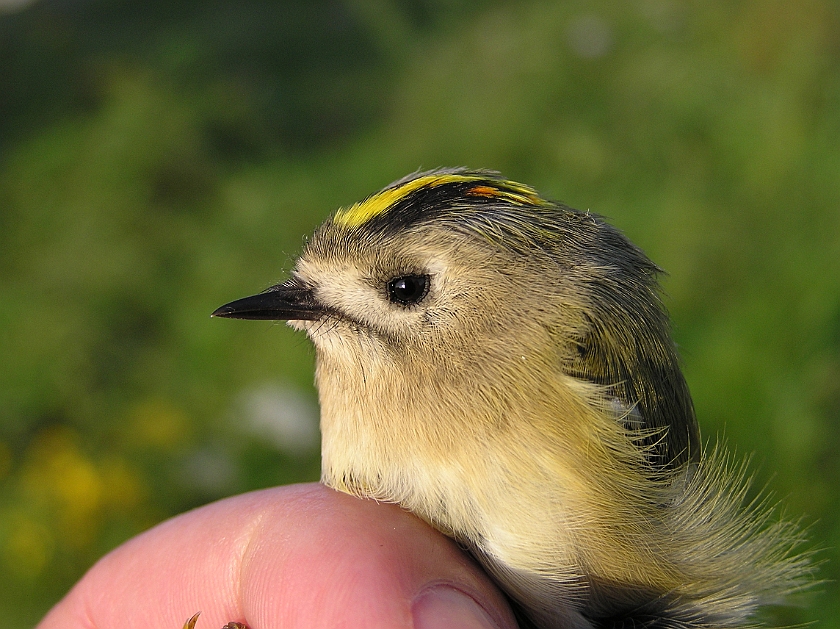 Goldcrest, Sundre 20070914